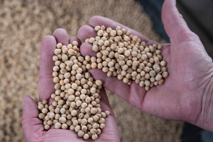 A farmer holds soybeans from her Nebraska farm in 2019. Today, farmers are struggling to find containers that can ship their products to Asia.