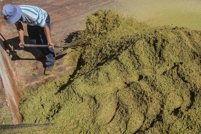 A farm worker grades and treats rooibos tea leaves before packaging in the Clanwilliam district of South Africa in 2017.