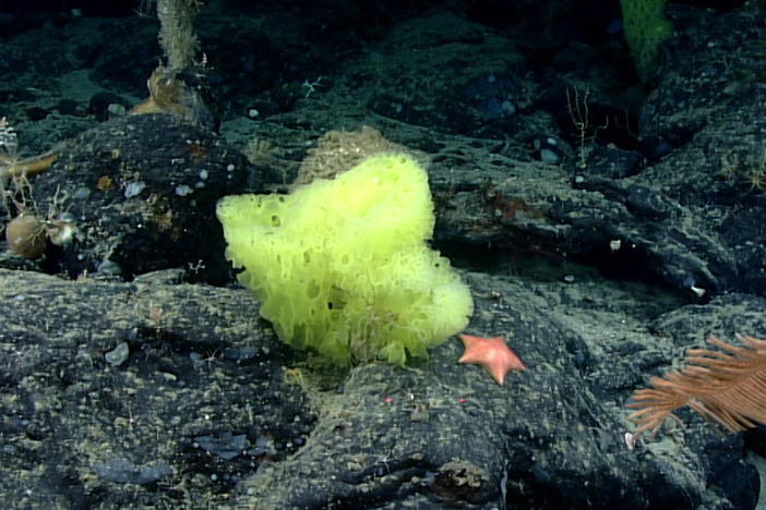 A Research Vessel Found SpongeBob Look-Alikes A Mile Under The Ocean's Surface - GPB