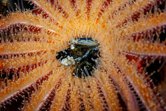 Sunflower sea stars — voracious predators that feed on mussels and sea urchins — are succumbing to a strange wasting disease that has devastated populations of sea stars along the West Coast.