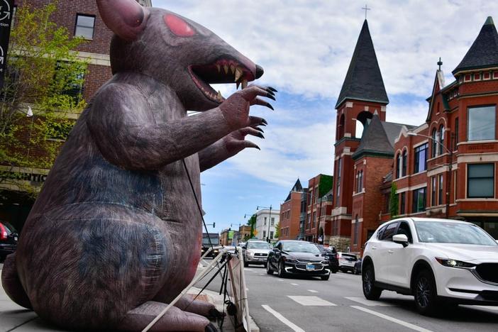 Where there are labor disputes, Scabby the Rat — in this case deployed by a local union in Chicago — will be there to call attention to workers' rights.