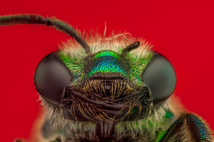 Green Orchid Bee, <em>Euglossa dilemma</em>