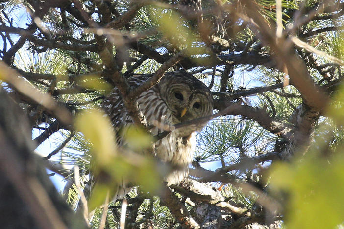 Barry the barred owl stands on a branch as Robert DeCandido, known as "Birding Bob," leads a group of bird watchers during a tour in Central Park in New York City in November 2020.