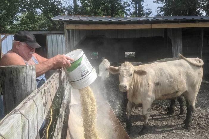 Larry Lieb, 69, feeds the cattle on his farm in Mode, Ill., on July 8. He says he feels safer having gotten the coronavirus vaccine. But he's not interested in trying to convince anyone else to get it.