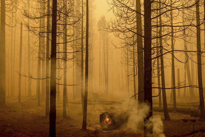 Following the Dixie Fire, flames burn in a tree in the Canyondam area of Plumas County, Calif., Friday, Aug. 6.