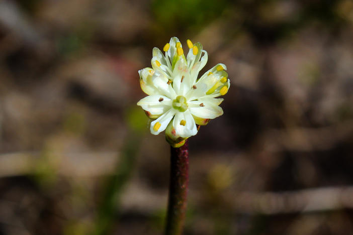 <em>Triantha occidentalis,</em><em> </em>with its dainty white flowers appears innocuous, but its sticky stem helps the plant trap and make a meal of tiny insects.