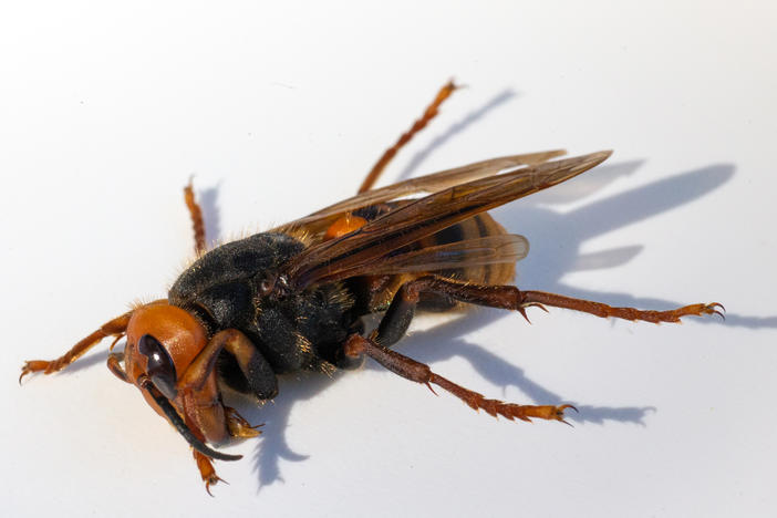 A sample specimen of a dead Asian giant hornet, also known as a "murder hornet," from July 2020 in Bellingham, Wash.