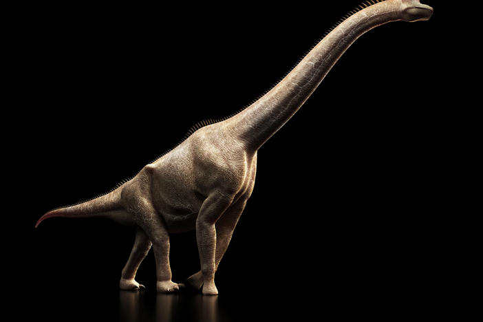 Brachiosaurus dinosaur, a relative of the newly discovered species, seen in computer artwork.