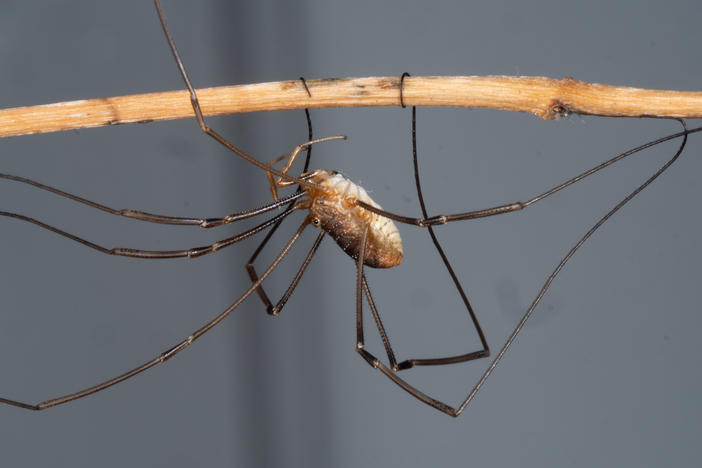 "One of the unique things about daddy longlegs is the ability to coil the tips of their legs," using  small articulating pieces called tarsomeres, says Vanessa L. González, a computational genomics scientist at the Smithsonian Museum of Natural History.