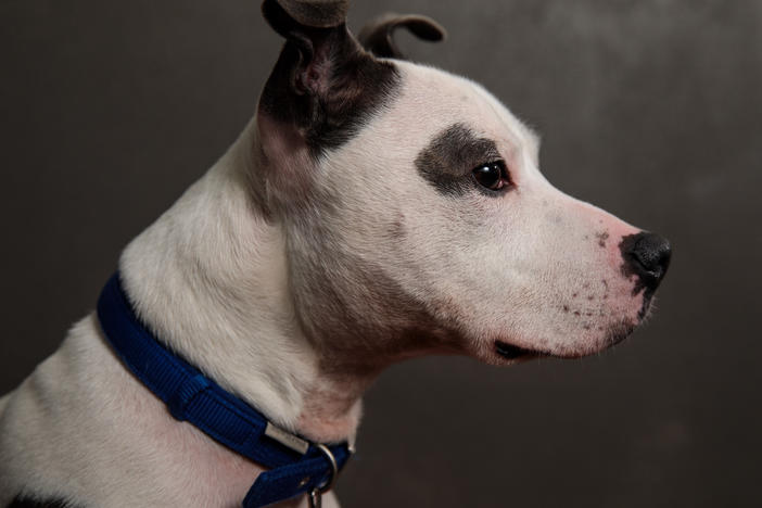 The FDA sent a warning letter to Midwestern Pet Foods after an inspection found high levels of aflatoxin in their food and poor food safety programs. Here, a Staffordshire Bull Terrier is pictured.