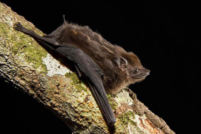 After listening to hours of bat pups in the wild, scientists have identified eight characteristics of babbling that are shared by human babies and the greater sac-winged bat.