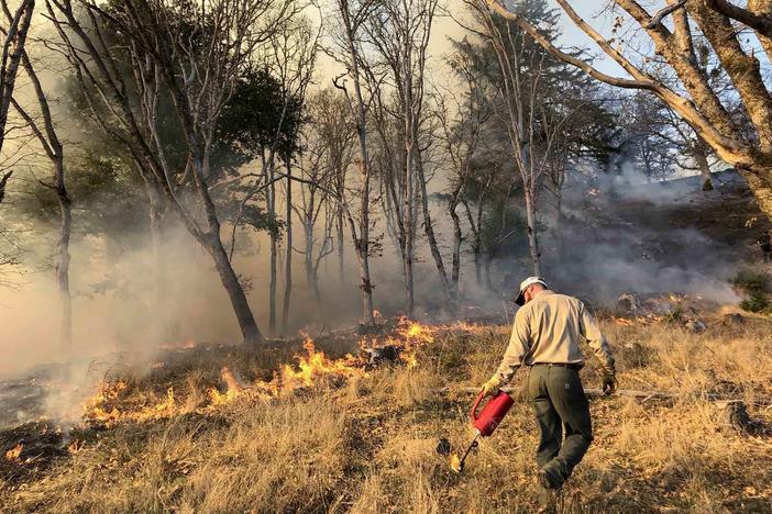 Prescribed burns, like this one in Humboldt County, Calif., reduce the underbrush without destroying trees.