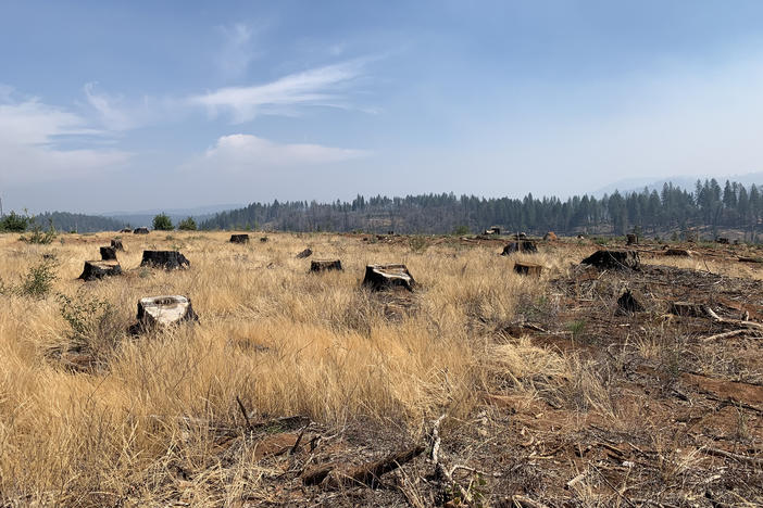Stumps from recently logged trees in the footprint of the deadly Camp Fire. Some 40,000 trees have now been removed around Paradise.