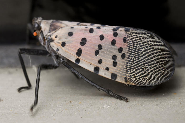 Adult Spotted Lanternflies outside the Berks County Services Building in Reading, PA Monday afternoon. The Spoted Lanternfly is an invasive species from Asia.