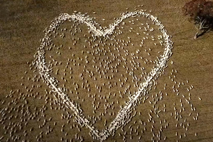In this image taken from video, sheep form the shape of a heart in a field in Guyra, northern New South Wales, Australia, Thursday, Aug. 5, 2021.
