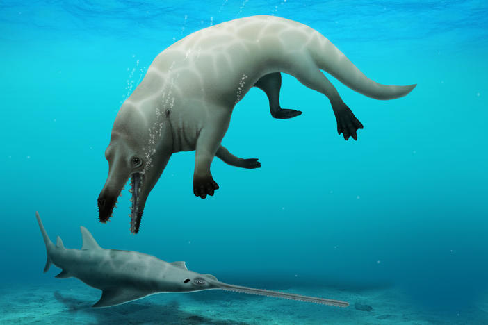 A group of scientists have discovered a fossil of a now-extinct whale with four legs. This visual reconstruction shows <em>Phiomicetus</em> a<em>nubis</em> preying on a sawfish.