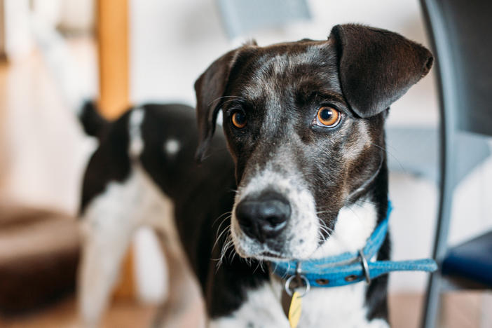 A new study examines whether or not dogs are able to understand the difference between a human's mistake versus active intent to withhold a treat.