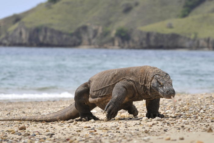 In this photograph taken in 2010, a Komodo dragon prowls the shore of Komodo island, the natural habitat of the world's largest lizard.