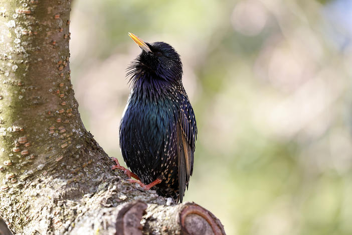 A starling sits in the cherry tree blooms along the Tidal Basin in Washington, DC. Researchers say some starlings has seen an increase in bill size.