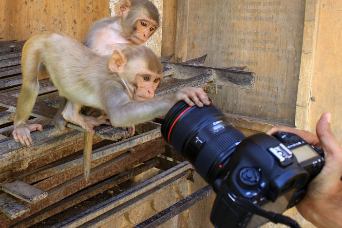 Macaques check out a camera in Galtaji Temple in Jaipur, India. Monkeys have been known to sneak into swimming pools, courts and even the halls of India's Parliament. One attorney told author Mary Roach about a macaque that infiltrated a medical institute and began pulling out patient IVs.