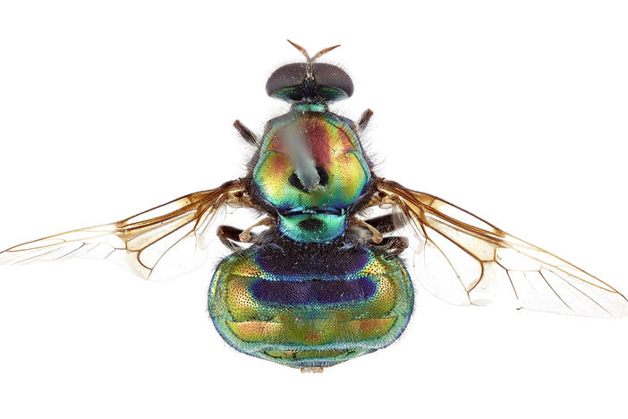 View from above (dorsal view) of the new soldier fly named after RuPaul, <em>Opaluma rupaul</em>.