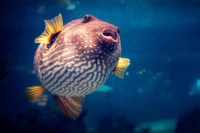 Various types of pufferfish are among those served as the gastronomic delicacy fugu. The paralyzing nerve toxin some of these fish contain is also under study by brain scientists hunting new ways to treat amblyopia.