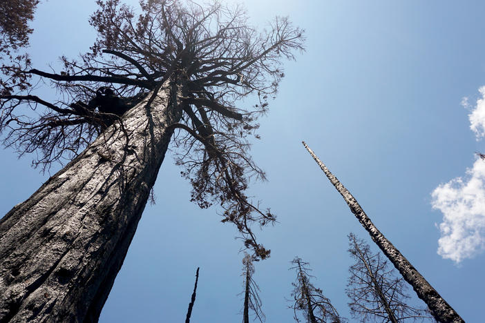 The 2020 Castle Fire burned the Alder Creek sequoia grove with extreme intensity, killing many of the 1,000-year-old trees there. Without any green foliage, the trees can't survive or resprout.