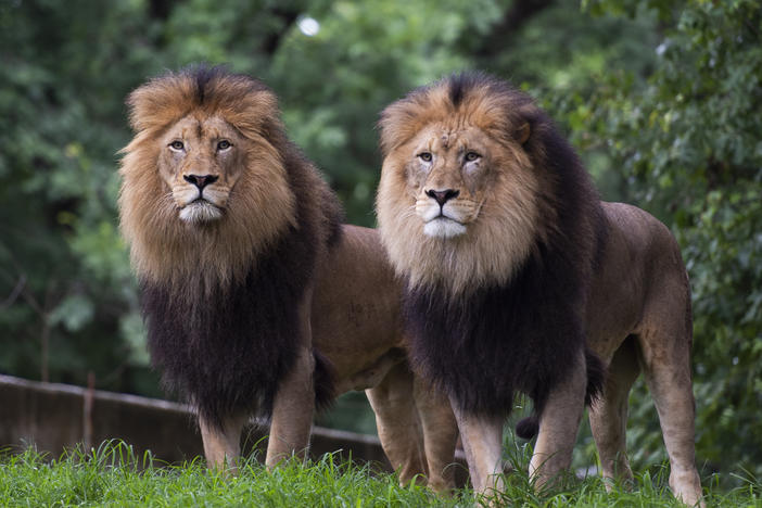Lions watch visitors from their enclosure at the Smithsonian National Zoo in Washington, D.C., in July 2020.