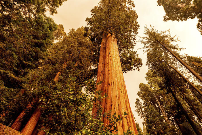 Sequoia trees stand in Lost Grove along Generals Highway as the KNP Complex Fire burns about 15 miles away on Friday, in Sequoia National Park, Calif.