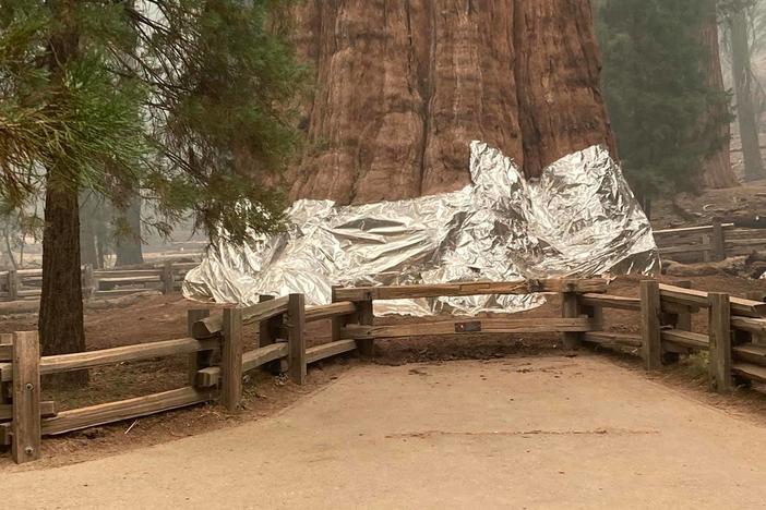 Firefighters wrapped foil around the base of the General Sherman tree to protect the gigantic sequoia from an intense wildfire.