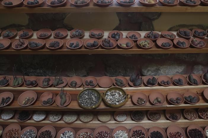 Different types of potatoes seed are seen displayed in "Parque de la Papa" or Potato Park, in Pisac, Peru. One hundred and fifty type of tubers from the Sacred Valley highlands are native to Peru.