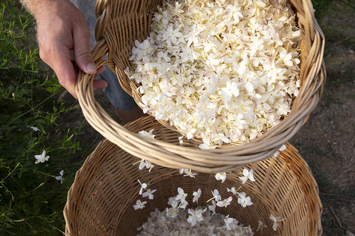 Perfume flower grower Pierre Chiarla picks jasmine flowers in his field in Grasse, France.