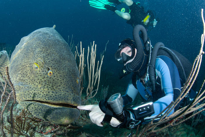 Because of their size, goliath groupers are nearly fearless and easy prey for fishermen and divers with spearguns.