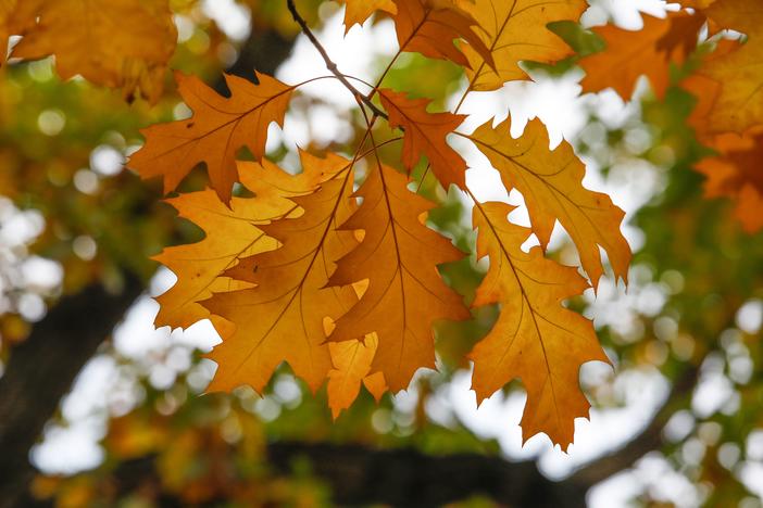 As inspiration for all trees preparing their autumnal hues, here's a beautiful red oak photographed in Berlin's Kreuzberg district on October 28, 2020.