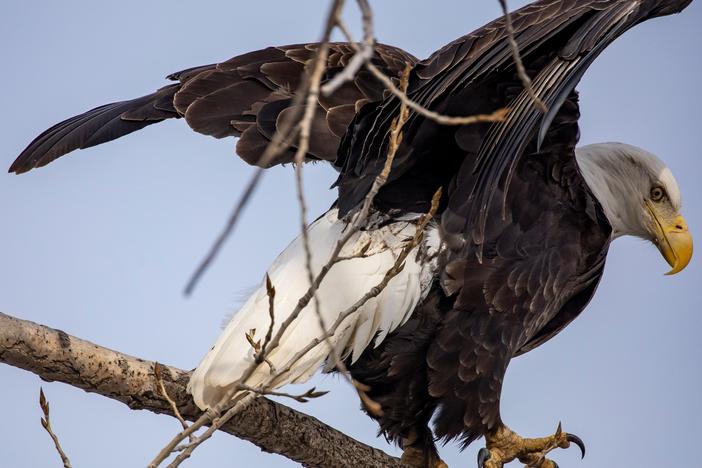 A bald eagle perches on a tree at Sunset Park in Rock Island, Ill., in March. A new study says that many species of birds increasingly moved into urban areas as human activity waned during the pandemic.