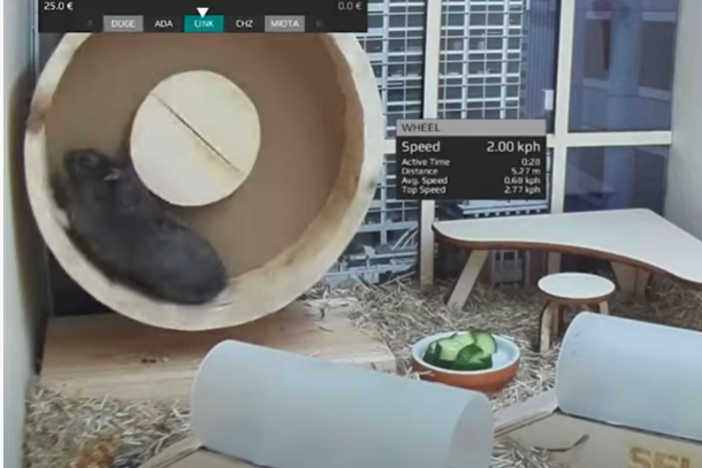 Spinning on the hamster wheel allows Mr. Goxx to select a cryptocurrency to trade. Choosing one of two tunnels to run through allows him to buy or sell.