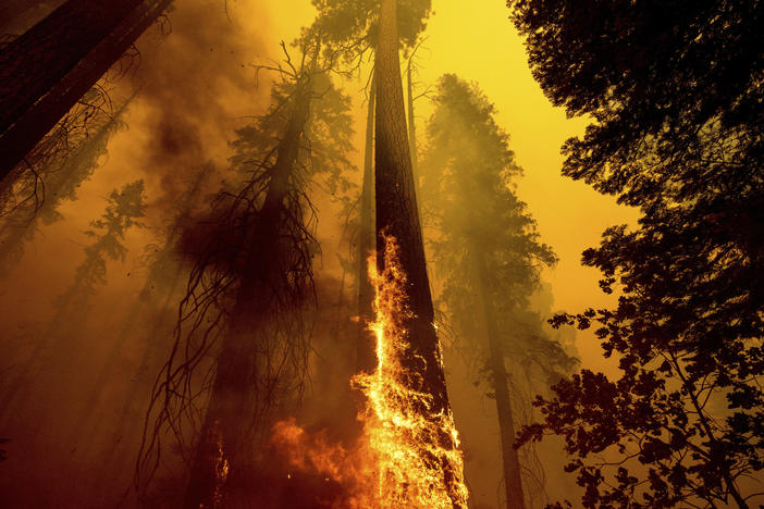 Flames from the Windy Fire burn up a giant tree this month in the Trail of 100 Giants grove in Sequoia National Forest in California. Children in younger generations will experience two to seven times more extreme climate events such as wildfires, a new study says.