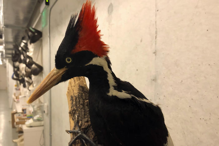An ivory-billed woodpecker specimen is on a display at the California Academy of Sciences in San Francisco, Friday, Sept. 24, 2021. Death's come knocking a last time for the splendid ivory-billed woodpecker and 22 assorted birds, fish and other species: The U.S. government is declaring them extinct.