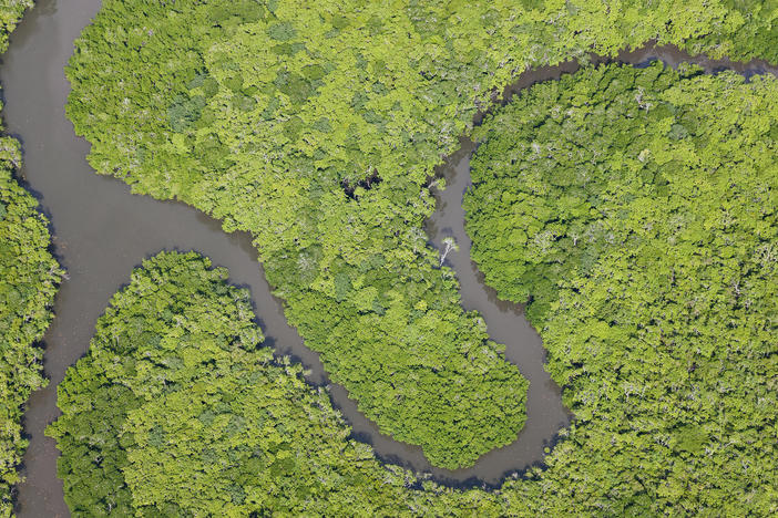 Aerial view of rain forest. Daintree River. Daintree National Park. Queensland Australia.