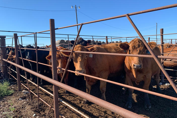 North Dakota ranchers have been forced to sell off close to 25% more of their herds over last year.