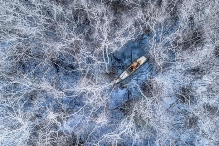 A fisherman paddles through mangrove trees at the Tam Giang Lagoon in the Hue province of Vietnam. Mangroves lose all their leaves <strong></strong>in winter, exposing their whitish trunks.