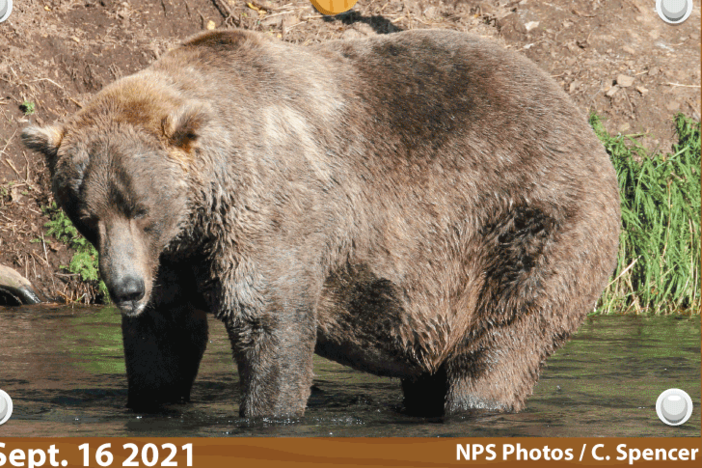 480 Otis, who is believed to be around 25 years old, emerged from hibernation looking very thin and facing health problems. But he deftly navigated both inter-bear relationships and a salmon-rich river to put on much-needed weight.