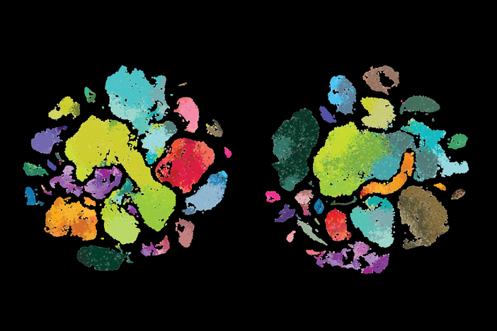 Scientists at the Allen Institute for Brain Science uncovered differences among human brain cells (left) those of the marmoset monkey (middle) and mouse in a brain region that controls movement, the primary motor cortex.