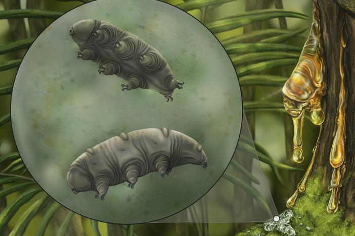 An artistic reconstruction of <em>Paradoryphoribius chronocaribbeus</em> in moss.