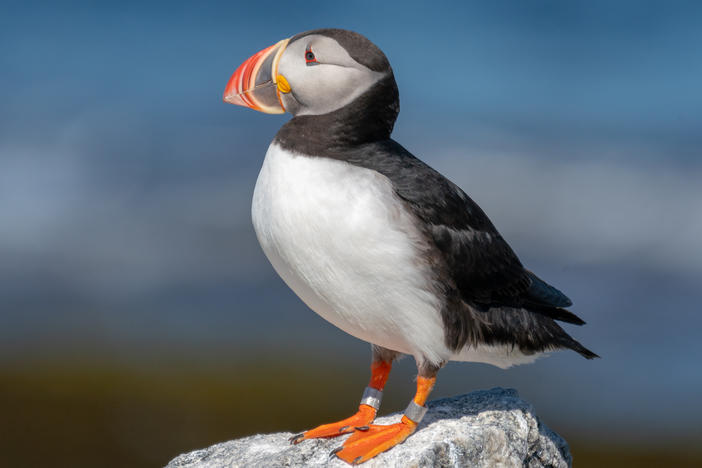 A puffin on Eastern Egg Rock.