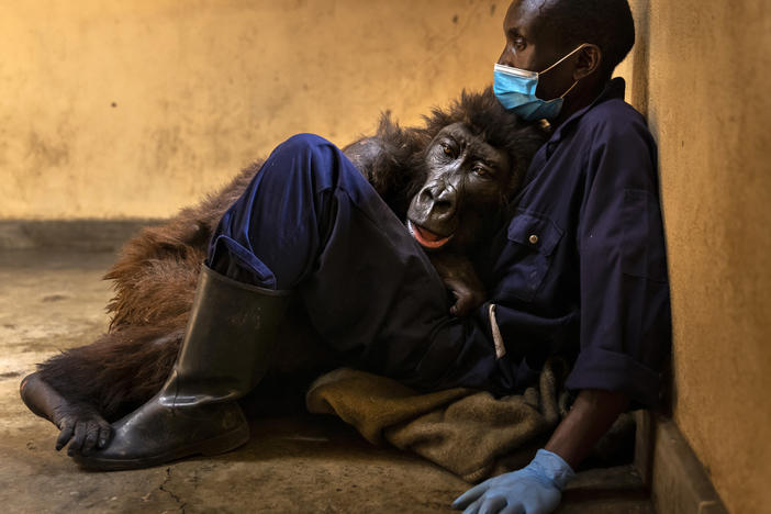 Orphaned mountain gorilla Ndakasi lies in the arms of her caregiver Andre Bauma on Sept. 21, shortly before her death.