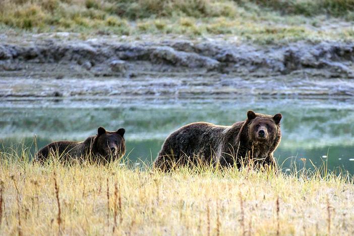 A Grizzly bear mother and her cub walk near Pelican Creek in 2012 in Yellowstone National Park in Wyoming.