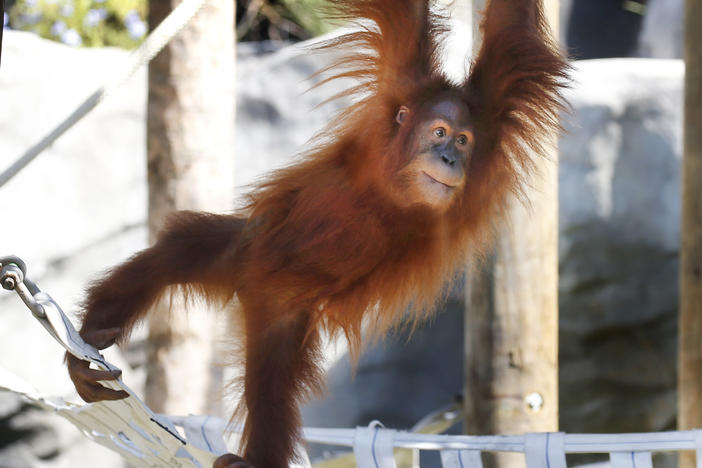 Menari, the critically endangered Sumatran orangutan, is seen climbing in her enclosure at the Audubon Zoo in New Orleans. The zoo announced Thursday that Menari is pregnant with twins.