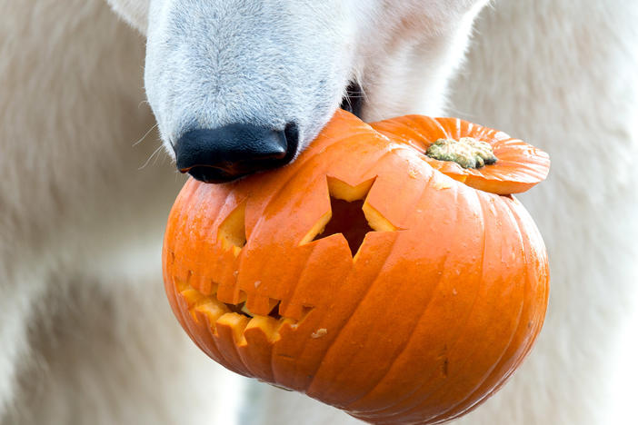 A polar bear eats a pumpkin in the zoo in Hanover, Germany, 26 October 2017. Pumpkins are a source of enrichment for the animals and a way to draw visitors to the zoos.