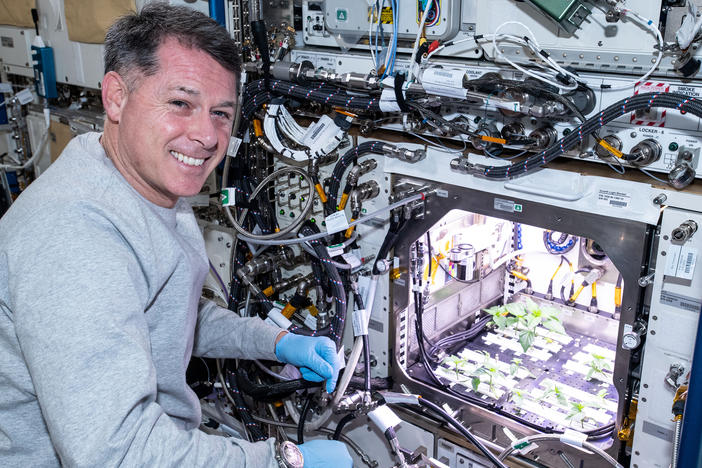 NASA astronaut Shane Kimbrough checks Hatch chile plants growing on the International Space Station earlier this year.
